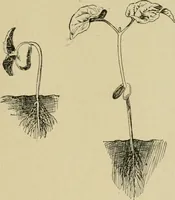An illustration from In the child's world; morning talks and stories for kindergartens, primary schools and homes (1893)