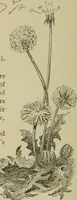 An illustration from In the child's world; morning talks and stories for kindergartens, primary schools and homes (1893)