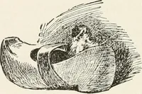 Picture 24 of 80 from In the child's world : morning talks and stories for kindergartens, primary schools and homes (1893), leaf 149