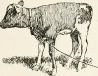 Picture 30 of 80 from In the child's world : morning talks and stories for kindergartens, primary schools and homes (1893), leaf 176