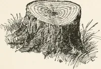 Picture 48 of 80 from In the child's world : morning talks and stories for kindergartens, primary schools and homes (1893), leaf 272