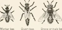 An illustration from In the child's world : morning talks and stories for kindergartens, primary schools and homes (1893)