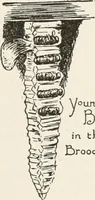Picture 63 of 80 from In the child's world : morning talks and stories for kindergartens, primary schools and homes (1893), leaf 371