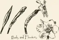 Picture 67 of 80 from In the child's world : morning talks and stories for kindergartens, primary schools and homes (1893), leaf 386