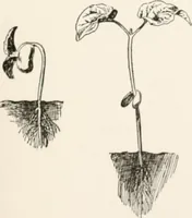 Picture 70 of 80 from In the child's world : morning talks and stories for kindergartens, primary schools and homes (1893), leaf 402