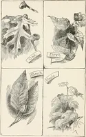 Picture 11 of 80 from In the child's world : morning talks and stories for kindergartens, primary schools and homes (1893), leaf 63