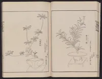 An illustration from Inchū-ryū sōka kagami (1868)