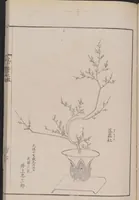 An illustration from Inchū-ryū sōka kagami (1868)
