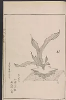 An illustration from Inchū-ryū sōka kagami (1868)