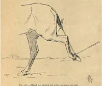 Picture 6 of 12 from Illustrated Horse-Breaking, 3rd ed. (1905), leaf 162