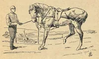 Picture 10 of 12 from Illustrated Horse-Breaking, 3rd ed. (1905), leaf 222