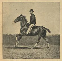 An illustration from Illustrated Horse-Breaking, 3rd ed. (1905)