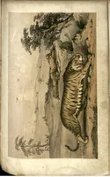 An illustration from Tiger-Shooting in India; being an Account of Hunting Experiences on Foot in Rajpootana, during the Hot Seasons from 1850 to 1854 (1857)