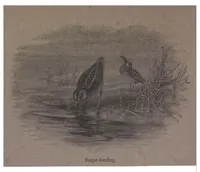 Picture 5 of 9 from Shooting, Moor and Marsh, 4th ed. (the Badminton Library of Sports and Pastimes) (1893), leaf 163