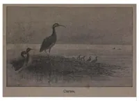 Picture 8 of 9 from Shooting, Moor and Marsh, 4th ed. (the Badminton Library of Sports and Pastimes) (1893), leaf 233
