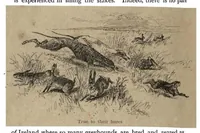Picture 6 of 13 from Coursing and Falconry (the Badminton Library of Sports and Pastimes) (1892), leaf 129