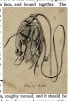 Picture 9 of 13 from Coursing and Falconry (the Badminton Library of Sports and Pastimes) (1892), leaf 270