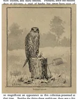 Picture 12 of 13 from Coursing and Falconry (the Badminton Library of Sports and Pastimes) (1892), leaf 344