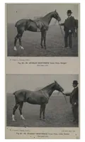 Picture 9 of 13 from Polo (1898), leaf 396