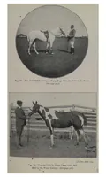 Picture 10 of 13 from Polo (1898), leaf 416