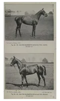 Picture 11 of 13 from Polo (1898), leaf 436