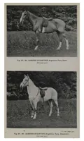 Picture 12 of 13 from Polo (1898), leaf 452