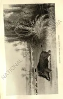 Picture 7 of 13 from Rifle and Romance in the Indian Jungle; a Record of Thirteen Years (1905), leaf 182