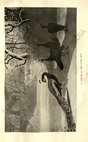 Picture 9 of 13 from Rifle and Romance in the Indian Jungle; a Record of Thirteen Years (1905), leaf 246
