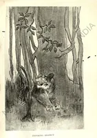 Picture 2 of 13 from Rifle and Romance in the Indian Jungle; a Record of Thirteen Years (1905), leaf 58
