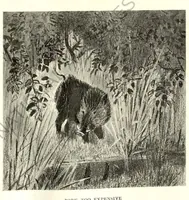 Picture 3 of 13 from Rifle and Romance in the Indian Jungle; a Record of Thirteen Years (1905), leaf 80