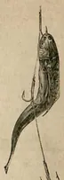 Picture 10 of 11 from Fishing; with contributions from other authors, Pike and other Coarse Fish (the Badminton Library of Sports and Pastimes) (1885), leaf 286