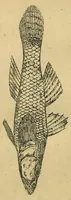 An illustration from Tank Angling in India (1887)
