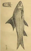 An illustration from Tank Angling in India (1887)
