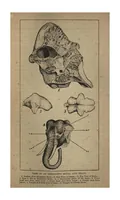Picture 3 of 10 from Two Years in the Jungle: The Experiences of a Hunter and Naturalist, in India, Ceylon, the Malay Peninsula and Borneo (1885), leaf 202