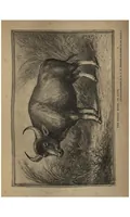 An illustration from Two Years in the Jungle: The Experiences of a Hunter and Naturalist, in India, Ceylon, the Malay Peninsula and Borneo (1885)