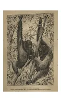 An illustration from Two Years in the Jungle: The Experiences of a Hunter and Naturalist, in India, Ceylon, the Malay Peninsula and Borneo (1885)