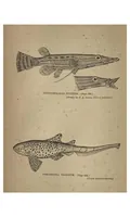 An illustration from Two Years in the Jungle: The Experiences of a Hunter and Naturalist, in India, Ceylon, the Malay Peninsula and Borneo (1885)