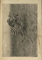 Picture 2 of 9 from Life Histories of African Game Animals, Vol. I (1915), leaf 216