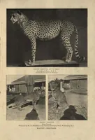 Picture 3 of 9 from Life Histories of African Game Animals, Vol. I (1915), leaf 290