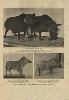 Picture 4 of 9 from Life Histories of African Game Animals, Vol. I (1915), leaf 326