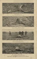An illustration from Life Histories of African Game Animals, Vol. I (1915)