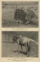 Picture 7 of 9 from Life Histories of African Game Animals, Vol. I (1915), leaf 434