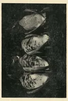 Picture 6 of 13 from Wild Sport and Some Stories (1912), leaf 152
