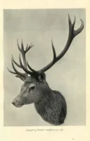 An illustration from Wild Sport and Some Stories (1912)