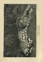An illustration from Tiger Slayer by Order (Digby Davies, Late Bombay Police) (1915)