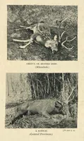 An illustration from Tiger Slayer by Order (Digby Davies, Late Bombay Police) (1915)