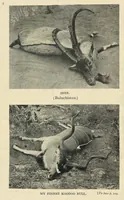 An illustration from Tiger Slayer by Order (Digby Davies, Late Bombay Police) (1915)