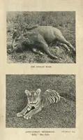 Picture 6 of 13 from Tiger Slayer by Order (Digby Davies, Late Bombay Police) (1915), leaf 161