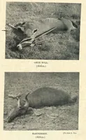 An illustration from Tiger Slayer by Order (Digby Davies, Late Bombay Police) (1915)