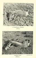 Picture 11 of 13 from Tiger Slayer by Order (Digby Davies, Late Bombay Police) (1915), leaf 232